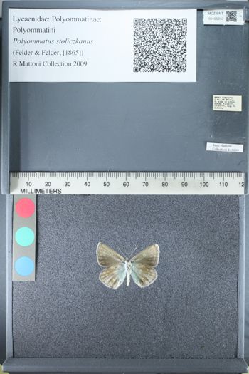 Media type: image;   Entomology 155237